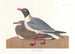 mågesværm - John James Audubon — visning af kunstværket