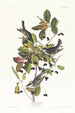 Paruline rayée - John James Audubon — visning af kunstværket
