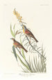 Bruant à gorge noire - John James Audubon — visning af kunstværket