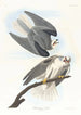 Buse med sorte vinger - John James Audubon — visning af kunstværket