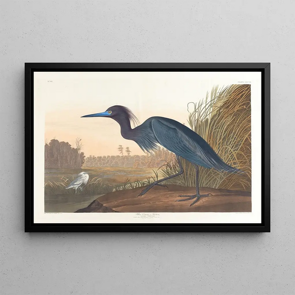 den blå grue eller hejre - John James Audubon — indrammet kunstværk på væggen