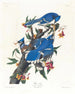 Blågaffel - John James Audubon — visning af kunstværket