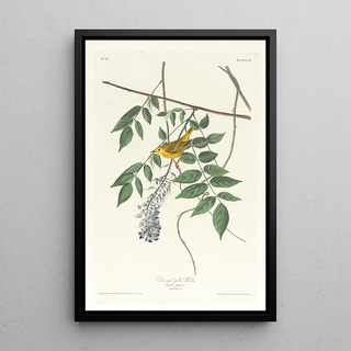 John James Audubon - Blueeyed yellow warbler.webp