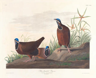 Pigeon à tête bleue - John James Audubon — visning af kunstværket