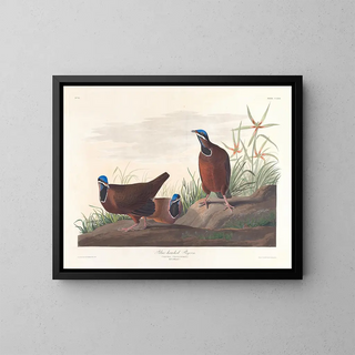 Pigeon à tête bleue - John James Audubon — indrammet kunstværk på væggen