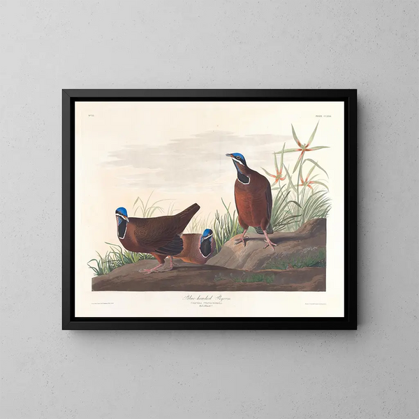 Pigeon à tête bleue - John James Audubon — indrammet kunstværk på væggen