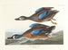 Canard à ailes bleues - John James Audubon — visning af kunstværket