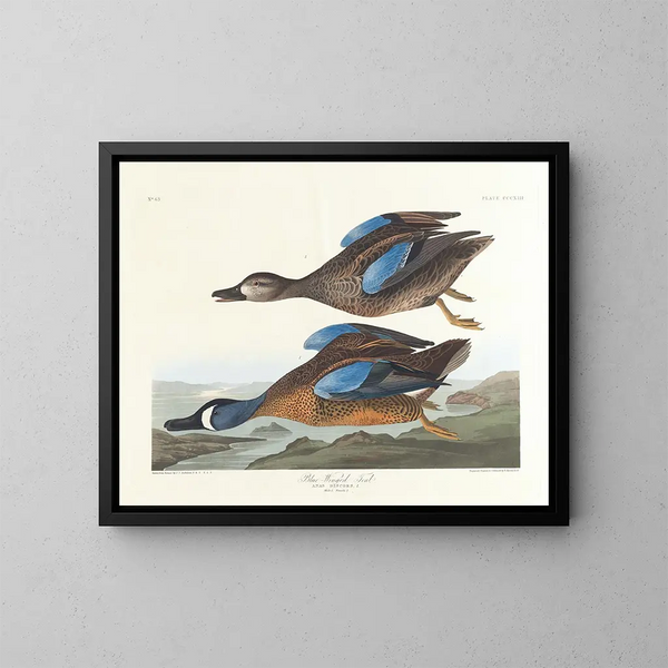 Canard à ailes bleues - John James Audubon — indrammet kunstværk på væggen