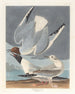 Bonapartes måge - John James Audubon — visning af kunstværket
