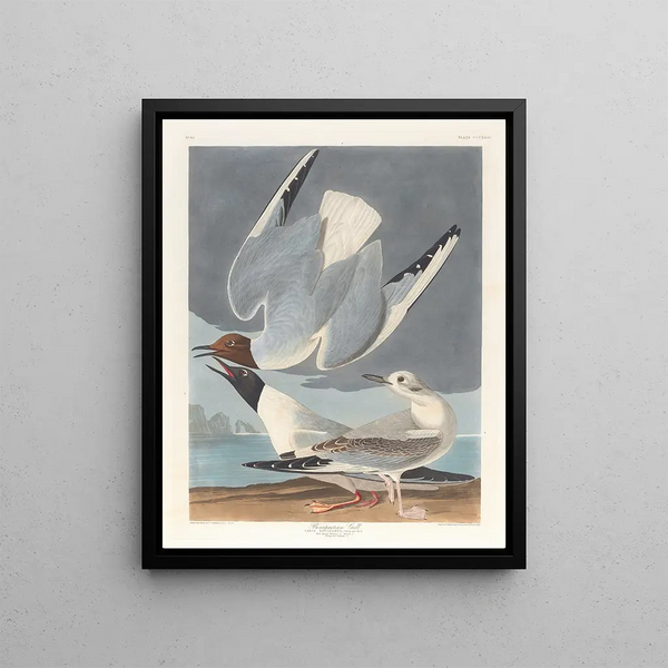 John James Audubon - Bonapartian gull.webp