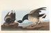 Bernache cravant - John James Audubon — visning af kunstværket