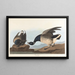 Bernache cravant - John James Audubon — indrammet kunstværk på væggen