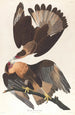 Caracara du Brésil - John James Audubon — visning af kunstværket