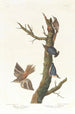 Californien Brun Grimpereau og Sittelle Maleri - John James Audubon — visning af kunstværket