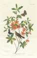 Paruline à tête brune, der spiser ormegrene - John James Audubon — visning af kunstværket
