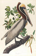 Pélican brun Pelecanus fuscus - John James Audubon — visning af kunstværket