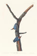 Sittelle à tête brune - John James Audubon — visning af kunstværket
