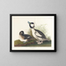 Canard à tête de buffet - John James Audubon — indrammet kunstværk på væggen