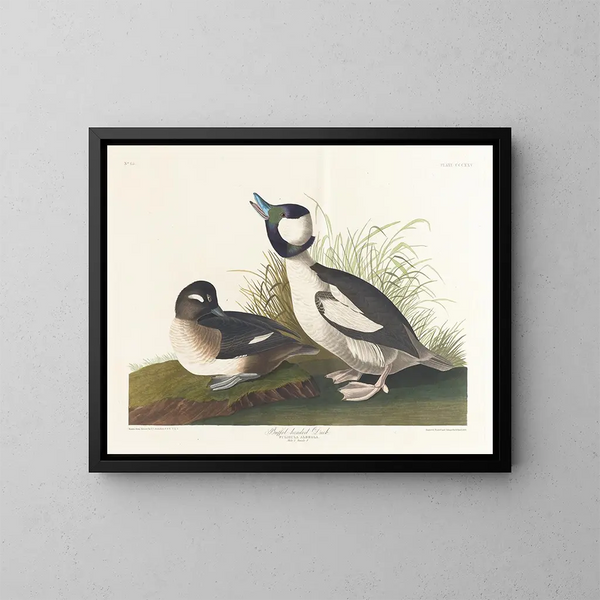 Canard à tête de buffet - John James Audubon — indrammet kunstværk på væggen