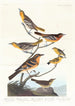Oriole de Bullock, Oriole de Baltimore, Chardonneret mexicain, Grive variée, Grive des ruisseaux - John James Audubon — visning af kunstværket