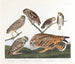 Huleugle - John James Audubon — visning af kunstværket