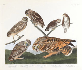 Huleugle - John James Audubon — visning af kunstværket