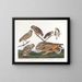 Huleugle - John James Audubon — indrammet kunstværk på væggen