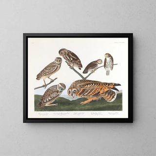 Huleugle - John James Audubon — indrammet kunstværk på væggen