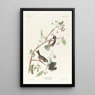 John James Audubon - Canadian titmouse.webp