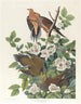 Pigeon de Caroline eller skovturtel - John James Audubon — visning af kunstværket