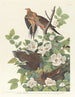 Carolines Turtledove - John James Audubon — visning af kunstværket
