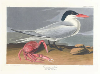 Cayenne terne - John James Audubon — visning af kunstværket