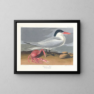 Cayenne terne - John James Audubon — indrammet kunstværk på væggen