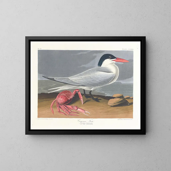 Cayenne terne - John James Audubon — indrammet kunstværk på væggen
