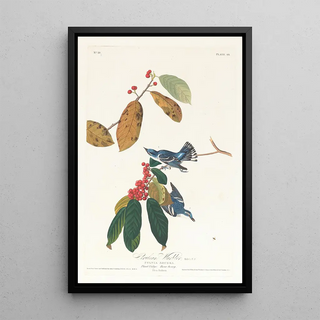 John James Audubon - Cerulean warbler.webp