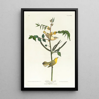 John James Audubon - Childrens warbler.webp
