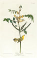 Paruline des enfants - John James Audubon — visning af kunstværket