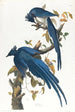 Columbiagøje - John James Audubon — visning af kunstværket