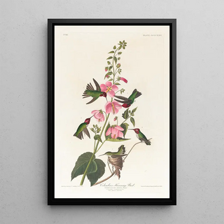John James Audubon - Columbian humming bird.webp