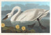 Cygne d'Amérique - John James Audubon — visning af kunstværket