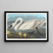 Cygne d'Amérique - John James Audubon — indrammet kunstværk på væggen
