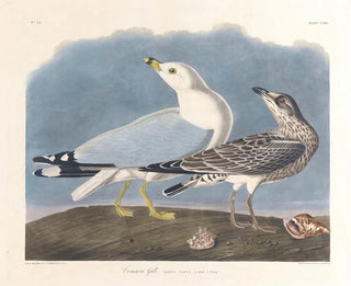 gråmåge - John James Audubon — visning af kunstværket