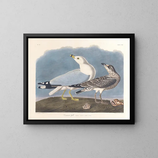 gråmåge - John James Audubon — indrammet kunstværk på væggen