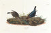 Vacher - John James Audubon — visning af kunstværket
