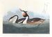 Grèbe huppé - John James Audubon — visning af kunstværket
