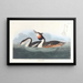 Grèbe huppé - John James Audubon — indrammet kunstværk på væggen