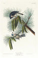 Mésange huppée - John James Audubon — visning af kunstværket