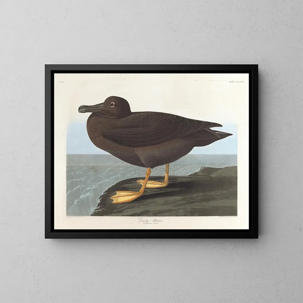 Albatros mørk - John James Audubon — indrammet kunstværk på væggen