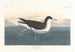 Pétrel mørk - John James Audubon — visning af kunstværket