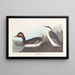 sorthalsedykker - John James Audubon — indrammet kunstværk på væggen